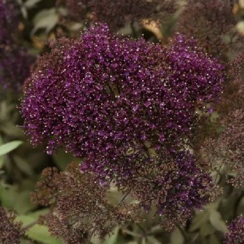 Трахелиум Мичиган пурпурный /20 семян (драже)/ *Pan American*