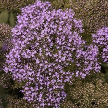 Трахелиум Мичиган синий /20 семян (драже)/ *Pan American*