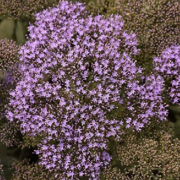 Семена трахелиума Мичиган синий /20 семян (драже)/ *Pan American*