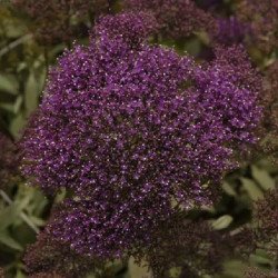 Трахеліум Мічіган фіолетовий /20 насінин (драже)/ *Pan American*