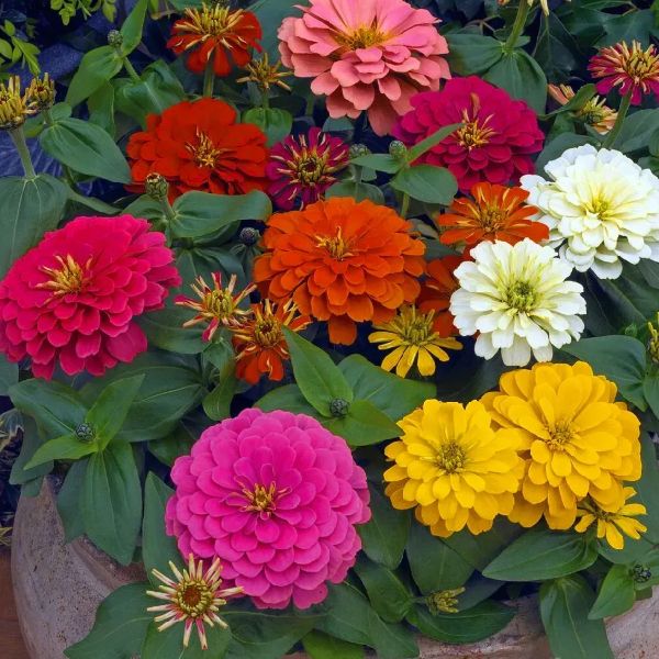 Насіння цинії Магелан F1 суміш /5 насінин/ *Syngenta*