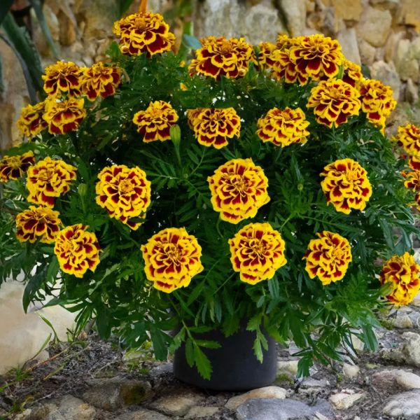 Насіння чорнобривців Манго Танго /20 насінин/ *Benary*