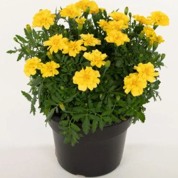 Бархатцы Милли Ванилли /20 семян/ *Benary*