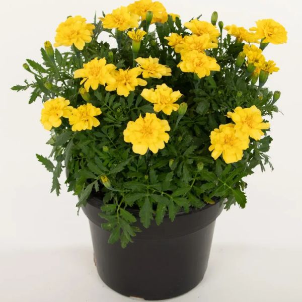 Насіння чорнобривців Міллі Ваніллі /20 насінин/ *Benary*