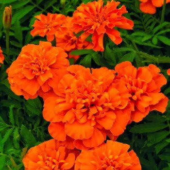Бархатцы Супер Герой темно-оранжевые (deep orange) /50 семян/ *Benary*