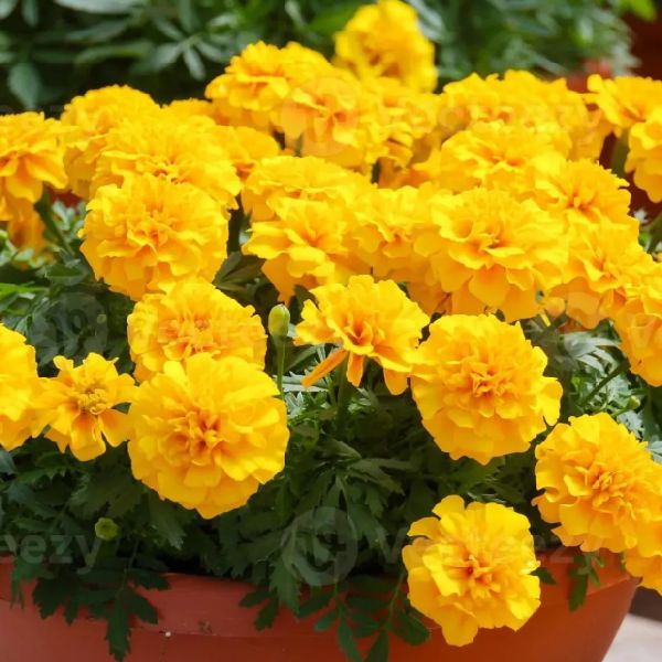 Насіння чорнобривців Супер Герой золотисті (golden) /50 насінин/ *Benary*