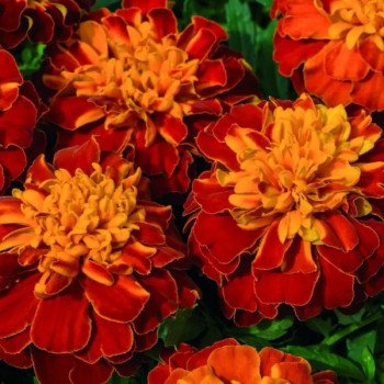 Бархатцы Супер Герой гармони (harmony) /50 семян/ *Benary*