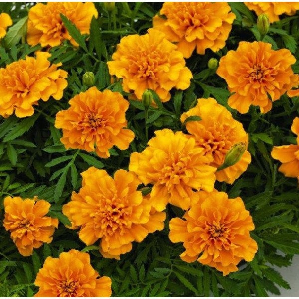 Насіння чорнобривців Супер Герой помаранчеві (orange) /50 насінин/ *Benary*