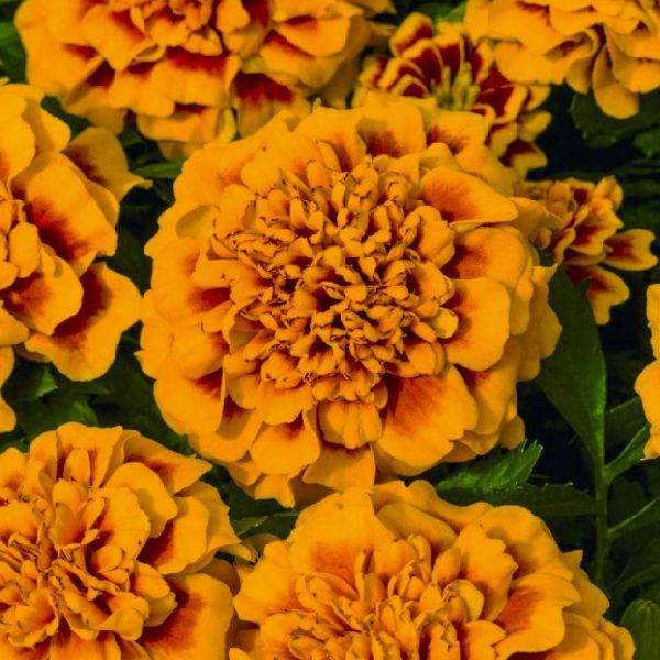 Насіння чорнобривців Супер Герой помаранчеві з вічком (orange bee) /50 насінин/ *Benary*