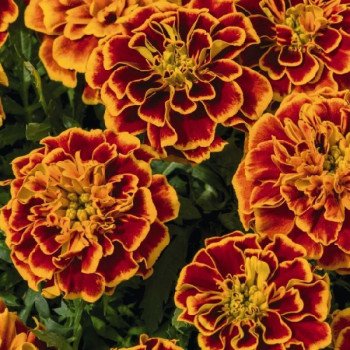 Бархатцы Супер Герой оранж флейм (orange flame) /50 семян/ *Benary*