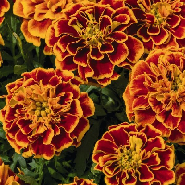 Насіння чорнобривців Супер Герой оранж флейм (orange flame) /50 насінин/ *Benary*