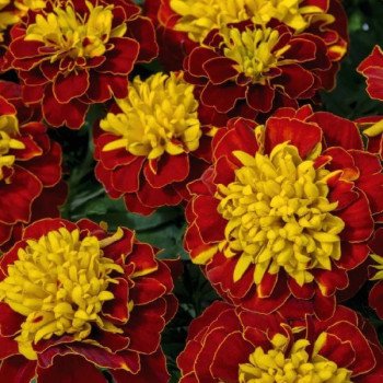 Бархатцы Супер Герой спрай (spry) /50 семян/ *Benary*