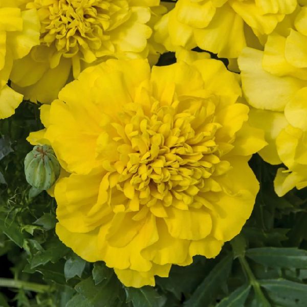 Насіння чорнобривців Супер Герой жовті (yellow) /50 насінин/ *Benary*