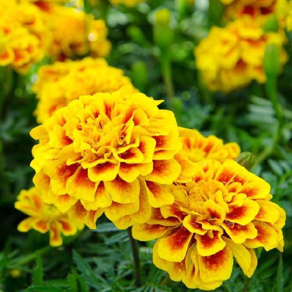 Семена бархатцев Супер Герой желтые с глазком (yellow bee) /50 семян/ *Benary*