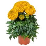 Чорнобривці Антігуа F1 золотисті (gold) /10 насінин/ *Syngenta*