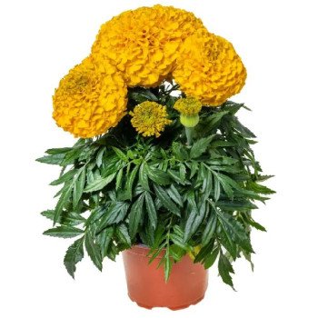 Бархатцы Антигуа F1 золотистые (gold) /10 семян/ *Syngenta*