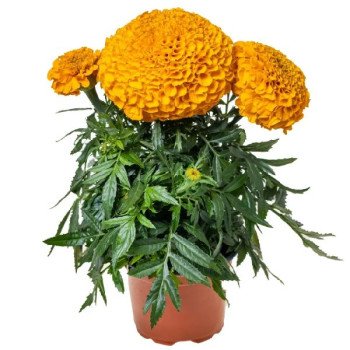 Бархатцы Антигуа F1 оранжевые (orange) /10 семян/ *Syngenta*