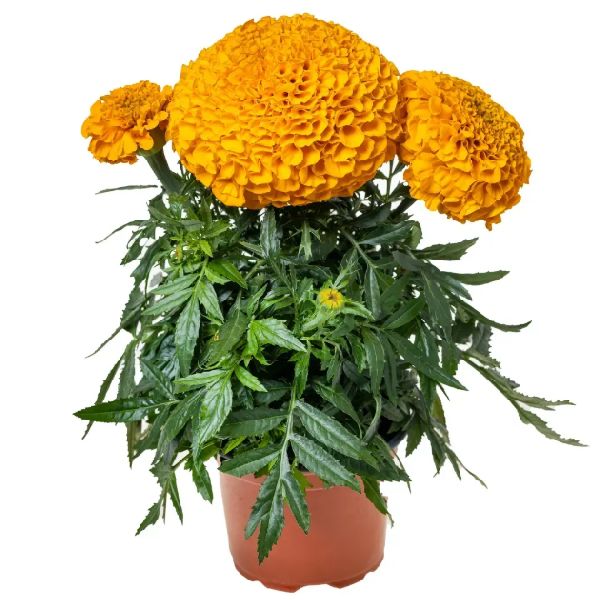 Насіння чорнобривців Антігуа F1 помаранчеві (orange) /10 насінин/ *Syngenta*