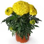 Чорнобривці Антігуа F1 жовті (yellow) /10 насінин/ *Syngenta*