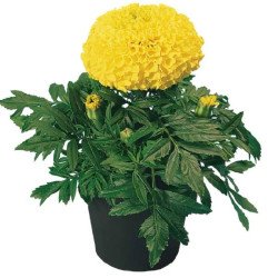 Бархатцы Дискавери F1 желтые (yellow) /10 семян/ *Benary*