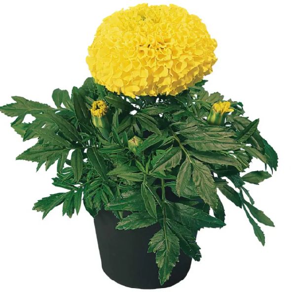 Насіння чорнобривців Діскавері F1 жовті (yellow) /10 насінин/ *Benary*