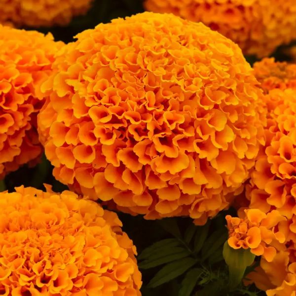 Насіння чорнобривців Діскавері F1 помаранчеві (orange) /10 насінин/ *Benary*