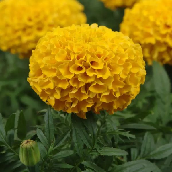 Насіння чорнобривців Тайшан F1 золотисті (gold) /10 насінин/ *Pan American*