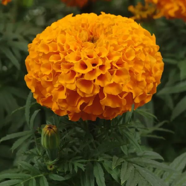 Насіння чорнобривців Тайшан F1 помаранчеві (orange) /10 насінин/ *Pan American*