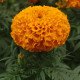 Бархатцы Тайшан F1 оранжевые (orange) /10 семян/ *Pan American*