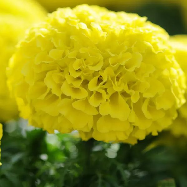 Насіння чорнобривців Тайшан F1 жовті (yellow) /10 насінин/ *Pan American*