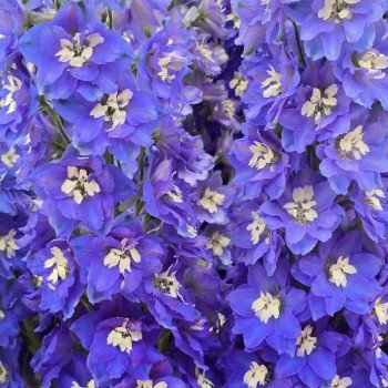 Дельфініум Кендел F1 блу шейдс (blue shades) /5 насінин/ *Sakata*