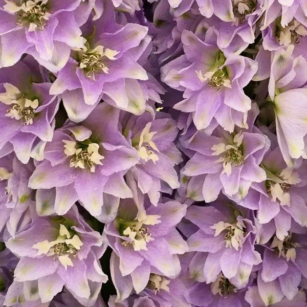 Семена дельфиниума Кендел F1 лавандер шейдс (lavander shades) /5 семян/ *Sakata*