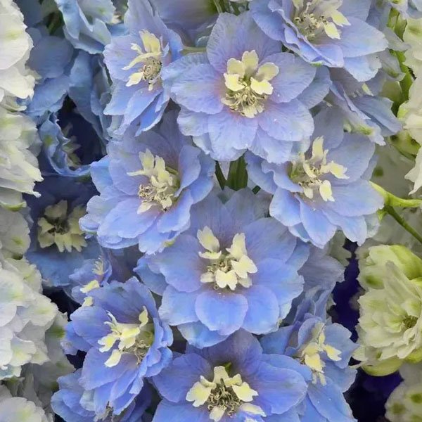 Семена дельфиниума Кендел F1 лайт блю шейдс (light blue shades) /5 семян/ *Sakata*