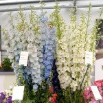 Дельфініум Кендел F1 мікс шейдс (mix shades) /5 насінин/ *Sakata*