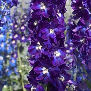 Дельфініум Кендел F1 віолет шейдс (violet shades) /5 насінин/ *Sakata*