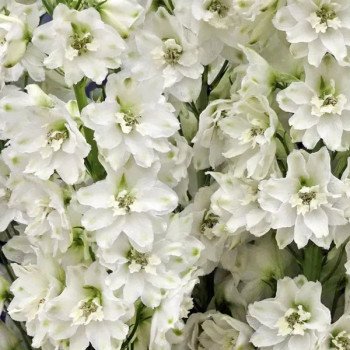 Дельфініум Кендел вайт шейдс (white shades) /5 насінин/ *Sakata*