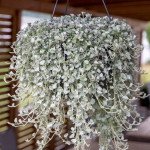 Дихондра Серебряная Волна /5 семян/ *Benary*