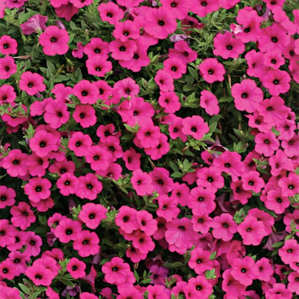 Насіння петунії ампельної Вельвет Парпл F1 (velvet purple) /20 насінин (драже)/ *Cerny*