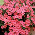 Петуния Вельвет Салмон Шейдз F1 (salmon shades) /20 семян (драже)/ *Cerny*