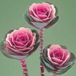 Капуста декоративная Крейн F1 розовая (pink) /20 семян/ *Takii Seeds*