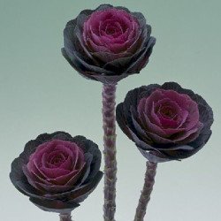 Капуста декоративная Крейн F1 красная (red) /20 семян/ *Takii Seeds*