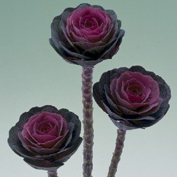 Капуста декоративная Крейн F1 красная (red) /20 семян/ *Takii Seeds*