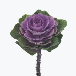 Капуста декоративна Крейн F1 рубі (ruby) /20 насінин/ *Takii Seeds*