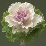 Капуста декоративна Крейн Раффл F1 біколор (bicolour) /10 насінин/ *Takii Seeds*