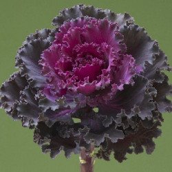 Капуста декоративна Крейн Раффл F1 червона (red) /10 насінин/ *Takii Seeds*