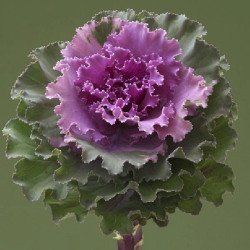 Капуста декоративна Крейн Раффл F1 роуз (rose) /10 насінин/ *Takii Seeds*