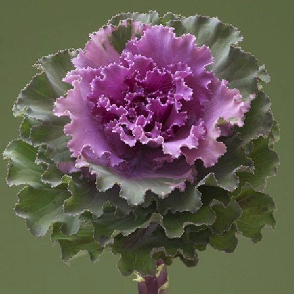 Насіння капусти декоративної Крейн Раффл F1 роуз (rose) /10 насінин/ *Takii Seeds*