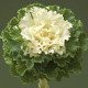 Капуста декоративная Крейн Раффл F1 белая (white) /10 семян/ *Takii Seeds*