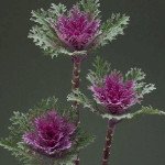 Капуста декоративна Крейн Фезе F1 кінг (king) /10 насінин/ *Takii Seeds*