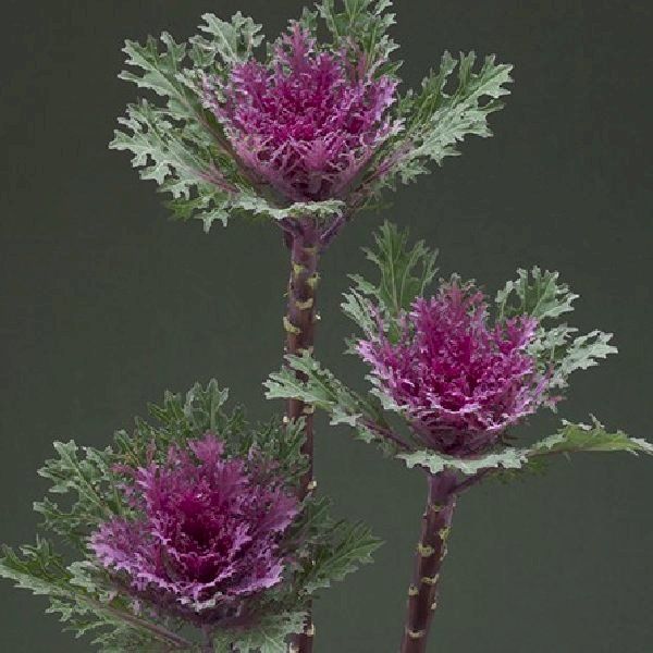 Насіння капусти декоративної Крейн Фезе F1 кінг (king) /10 насінин/ *Takii Seeds*